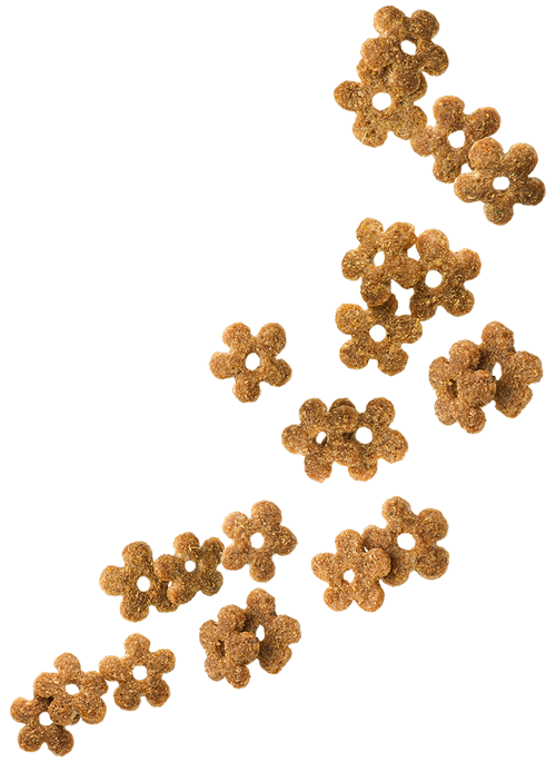 Kitty TroFu mit Ente